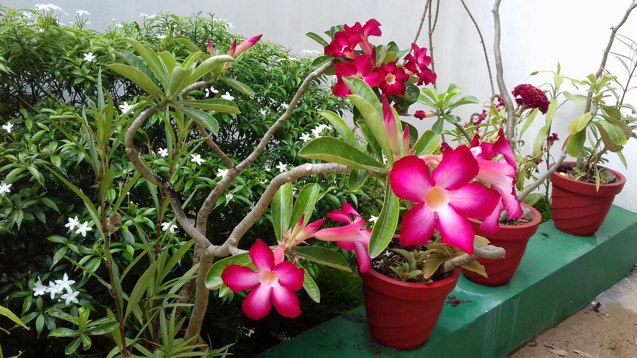 Marari Coastal Dreams Home Stay Alappuzha Eksteriør billede